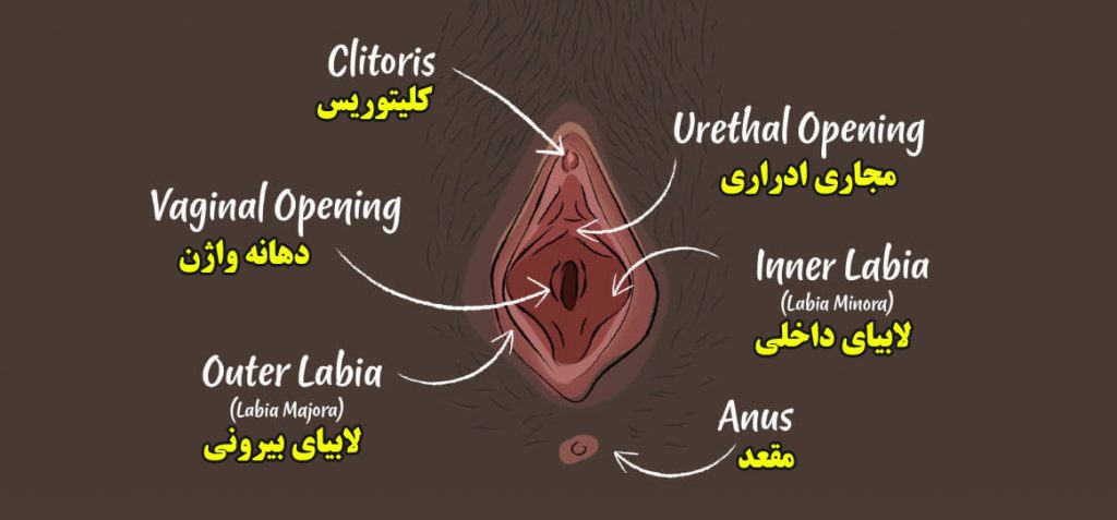  واژن کجاست عکس طبیعی